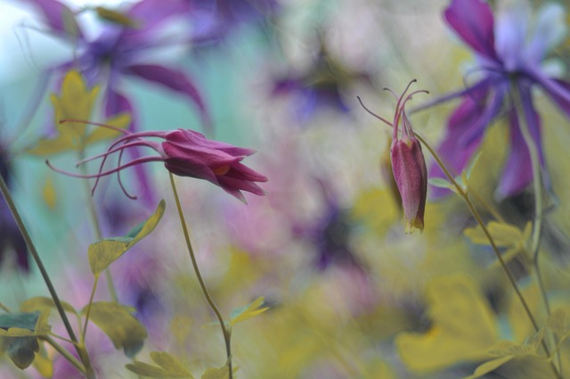 Cultivate a Low-Maintenance Garden with Drought-Tolerant Perennials & Native Shrubs