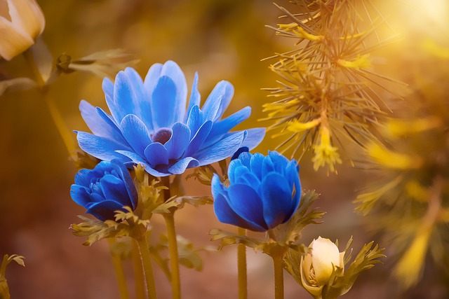 Streamline Your Garden: Low-Maintenance Design with Drought-Tolerant Perennials & Mulching