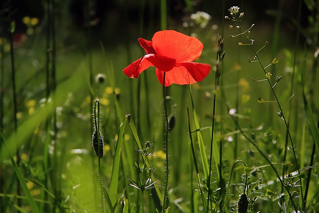 garden-640x480-43272465.jpeg