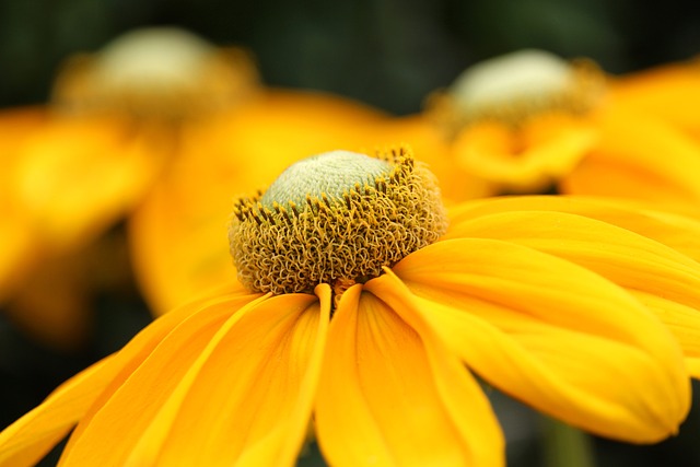 garden-640x480-5460340.jpeg