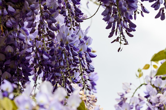 garden-640x480-72739654.jpeg