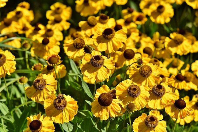 garden-640x480-82686374.jpeg