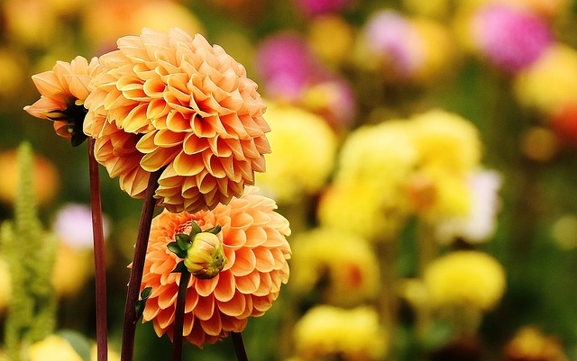 Year-Round Greenery & Drought-Tolerant Plants: Low-Maintenance Garden Tips