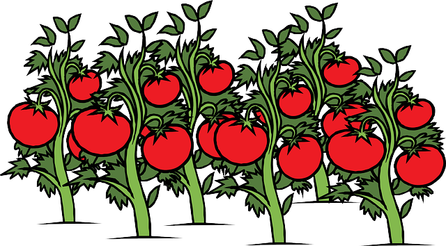 garden-640x480-89752309.png