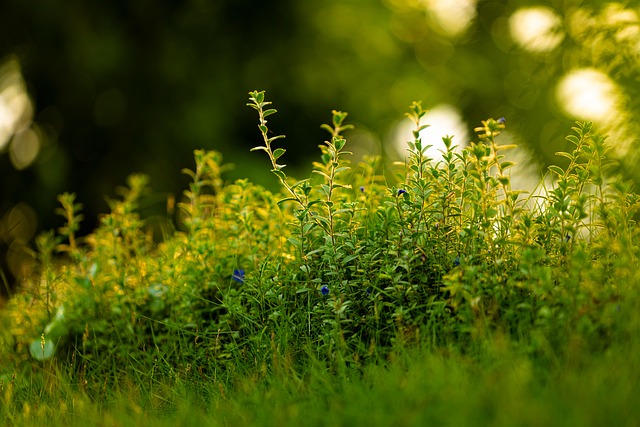 garden-640x480-95566635.jpeg