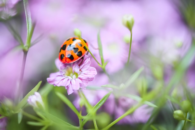 Thrive with Native Plants: Low-Maintenance Garden Tips for Drought-Tolerant Beauty