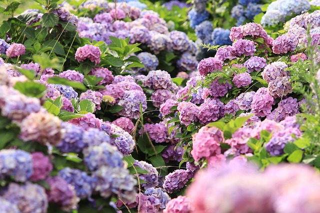 garden, wall garden, vertical garden