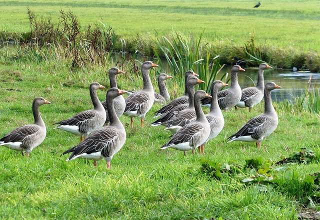 geese-640x480-1164979.jpeg