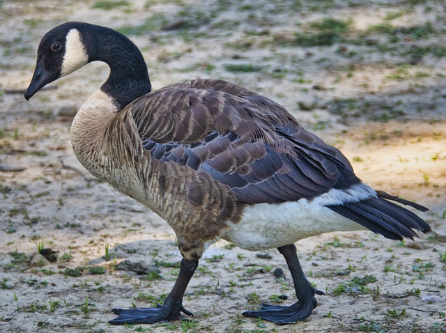 Eco-Friendly Geese Control: Effective, Humane Solutions for All Settings