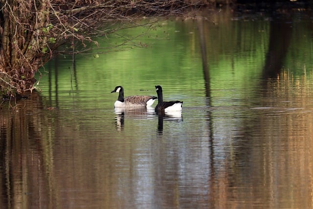 Eco-Friendly Geese Management: Effective, Humane Solutions for Control