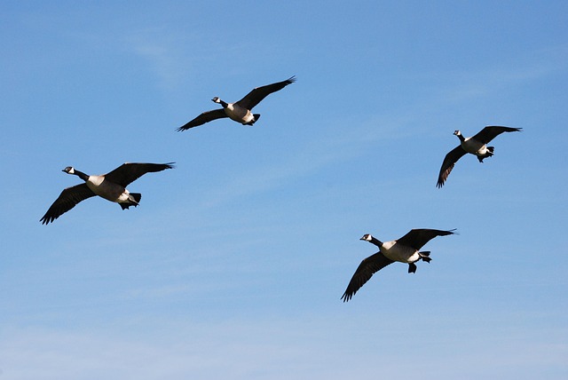 geese-640x480-40091392.jpeg