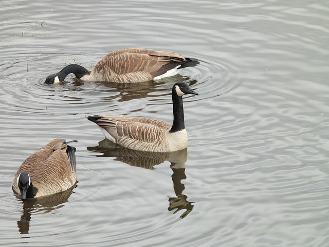 geese-640x480-46534306.jpeg