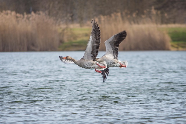 Efficient Geese Management: Professional Solutions for Safe, Eco-Conscious Control