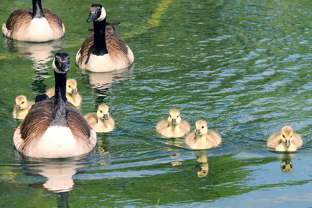 geese-640x480-81467606.jpeg