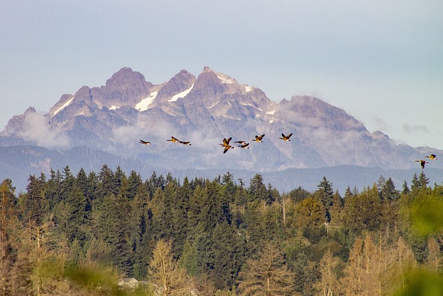 geese-640x480-84132770.jpeg