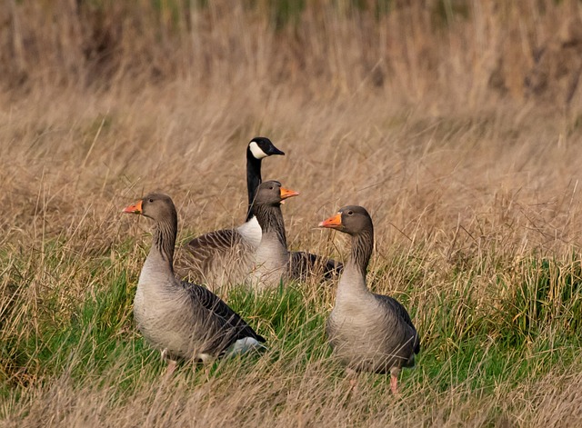 geese-640x480-93441051.jpeg