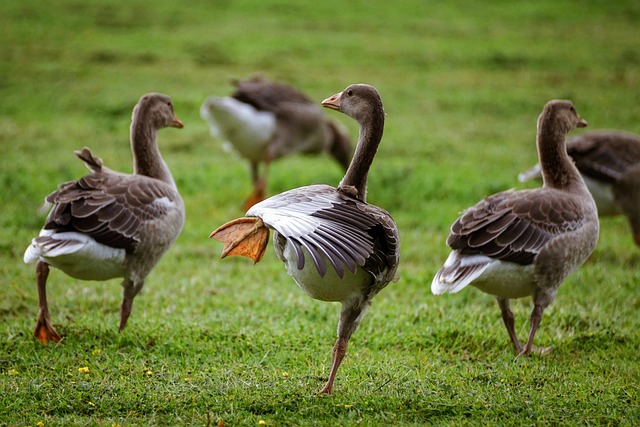 geese-640x480-9371145.jpeg