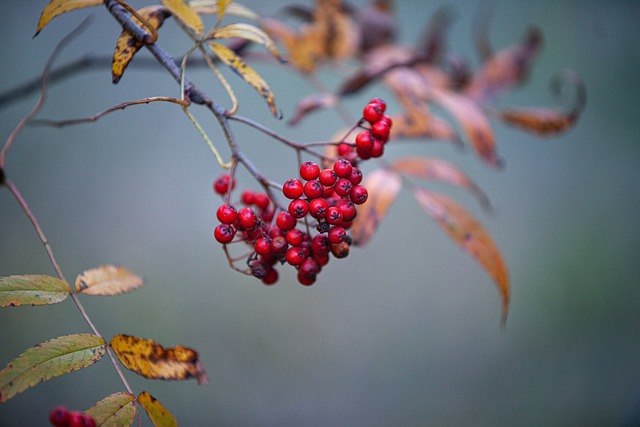 Expert Guidance on Achieving Mind-Body Harmony: Balance Wellness Coaching for Long-Term Wellbeing