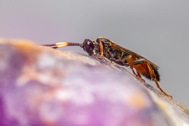 Comprehensive Hornet Nest Prevention & Safe Removal: Experts Weigh In