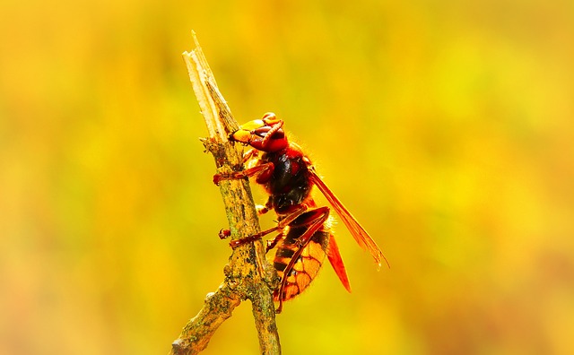 Professional Hornet Nest Removal: Safe, Eco-Friendly Control for Residential and Commercial Spaces