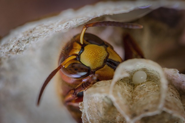 hornet-640x480-76176069.jpeg
