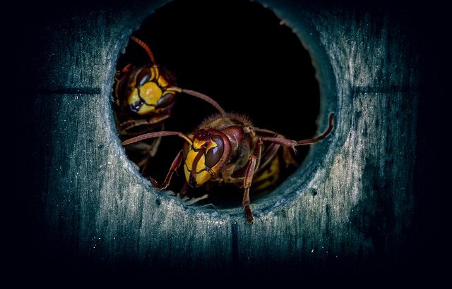 hornet-640x480-77465474.jpeg