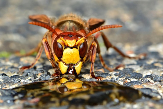 Tailored Hornet Nest Prevention & Safe Removal Services for Homes & Businesses