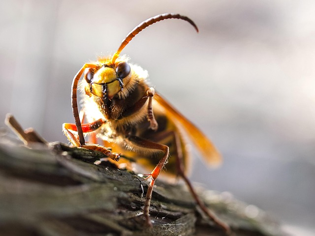hornet-640x480-90441227.jpeg