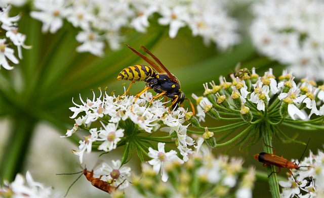 Safe Hornet Nest Prevention & Eco-Friendly Removal Services for Homes and Businesses