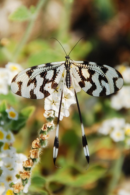 insect-640x480-18190133.jpeg