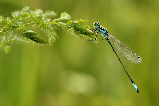 insect-640x480-33654682.jpeg