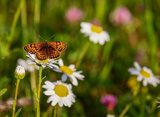 insect-640x480-5467438.jpeg