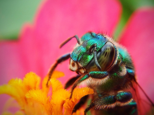 insect-640x480-55401918.jpeg