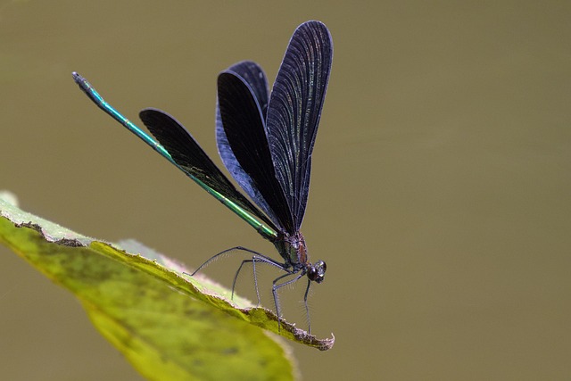 insect-640x480-64438359.jpeg