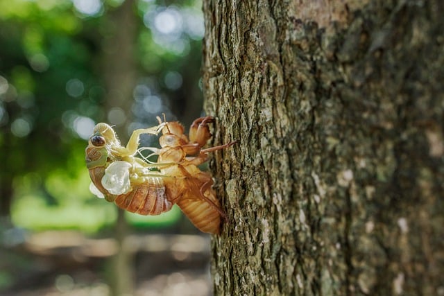 insect-640x480-92356035.jpeg