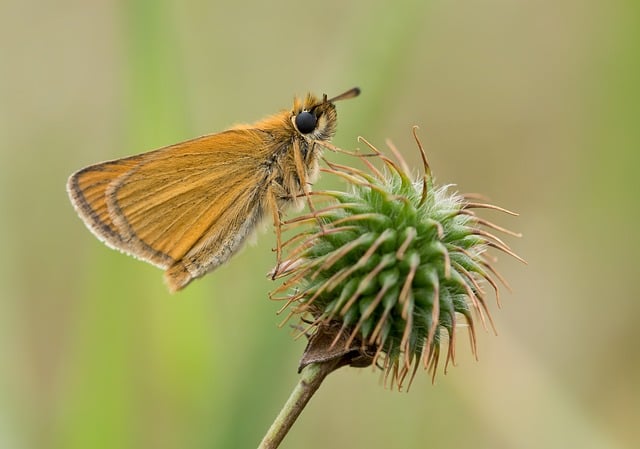insect-640x480-92837098.jpeg
