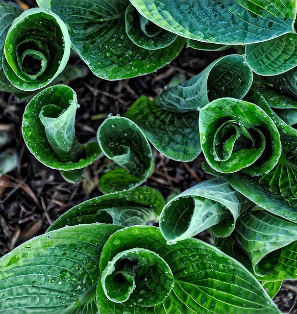 landscaping-640x480-41958831.jpeg