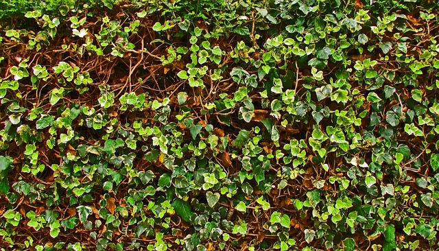 landscaping-640x480-95649017.jpeg