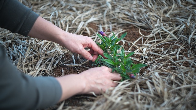 landscaping-backyard-garden-640x480-63206845.jpeg