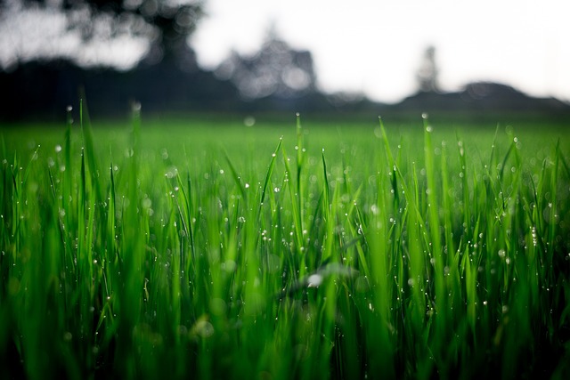 landscaping-backyard-garden-640x480-66860956.jpeg