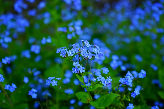 Durable Pet-Safe Landscaping: Creating Safe, Non-Toxic Play Spaces
