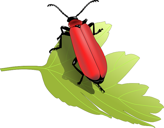 lanternflies-insect-640x480-23530692.png