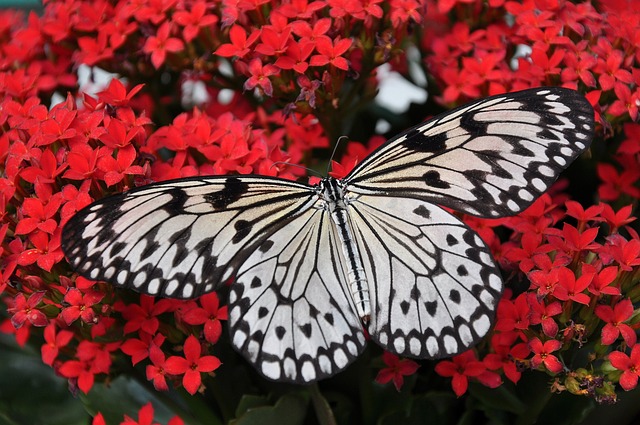 lanternflies-insect-640x480-35483542.jpeg