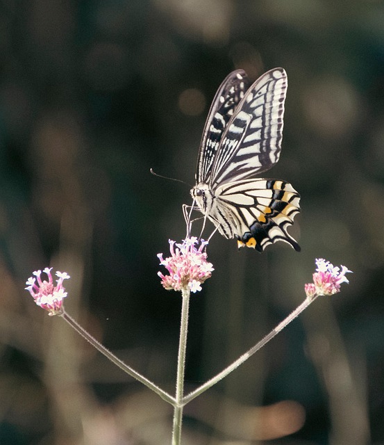 lanternflies-insect-640x480-38946159.jpeg