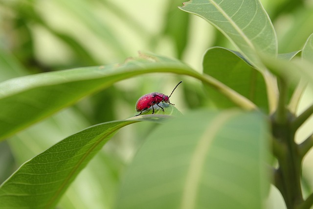 Spotted Lanternfly Management: Effective Traps, Professional Control, and Prevention
