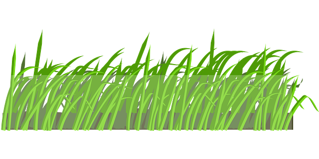 lawn