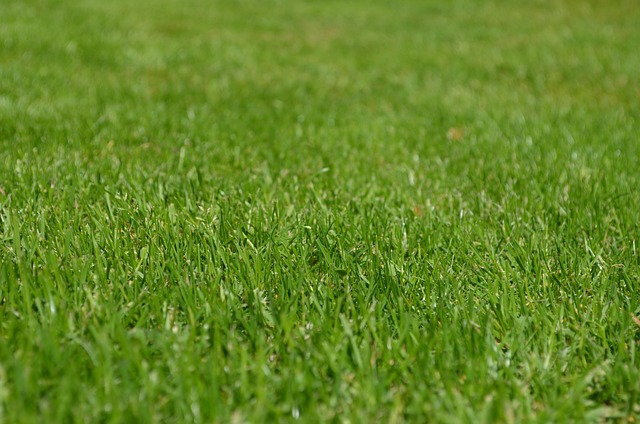 lawn