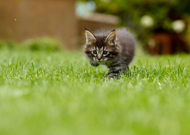 Sustainable Lawn Care: Eco-Friendly Practices for Healthy Lawns