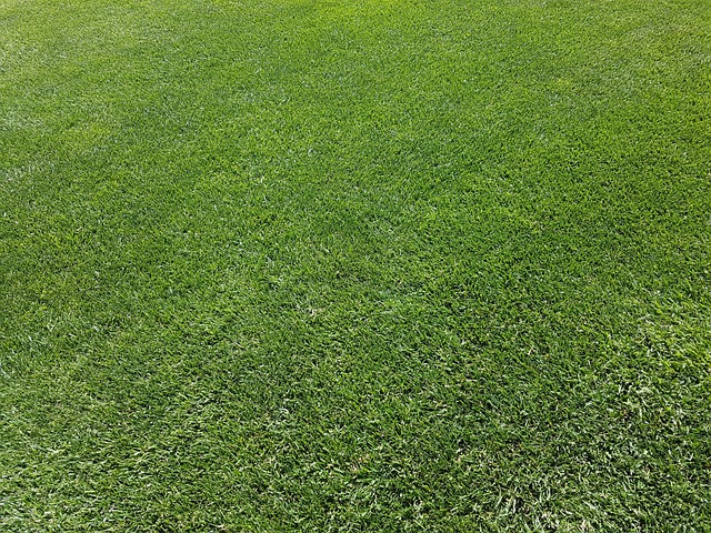 lawn