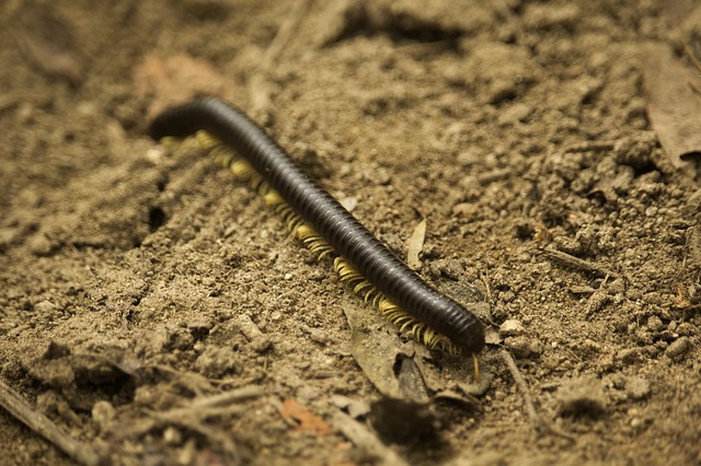 milipede-640x480-99881929.jpeg